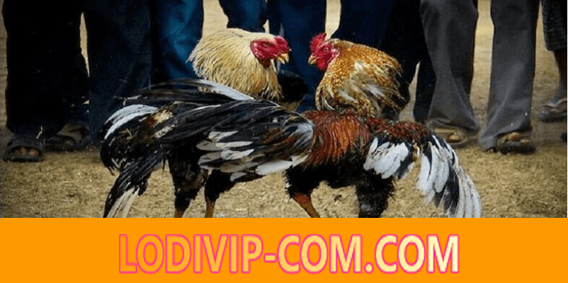 lodivip cockfight